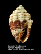 Condylomitra tuberosa